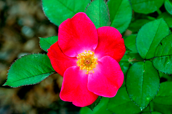 Pink Home Run flower